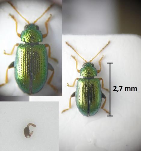 Réf. 203 633 : Crepidodera fulvicornis